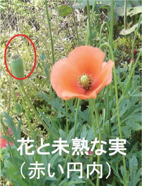 花と未熟な実の画像
