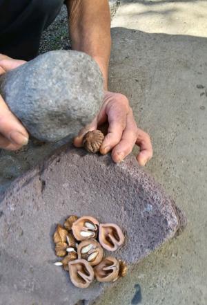 クルミを割っている様子