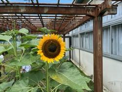 令和5年度 青梅市立新町小学校