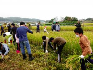 親子農業体験会・稲刈り