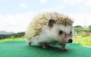 ハリネズミ
