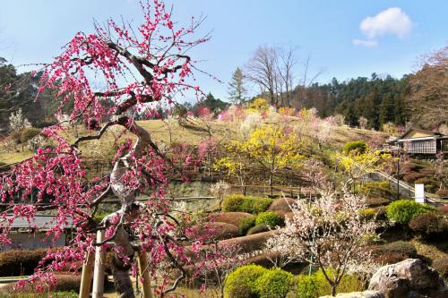 梅の公園