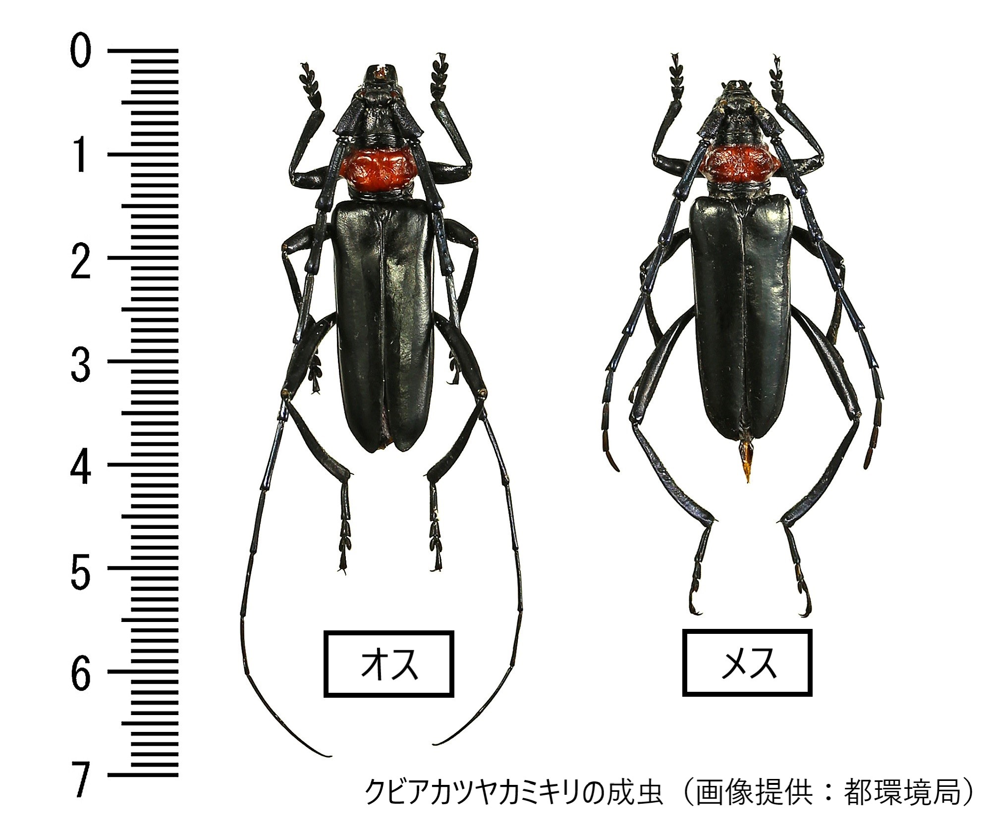 クビアカツヤカミキリの成虫の写真