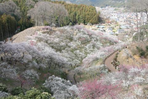 梅の公園