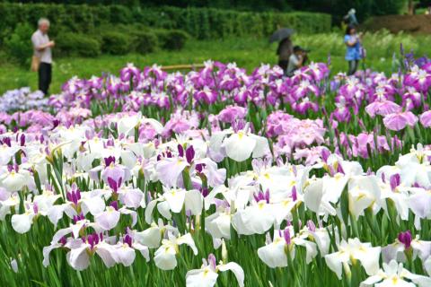 吹上しょうぶ公園の画像