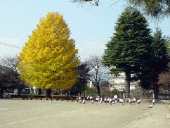 むらさき山　イチョウの木の画像1
