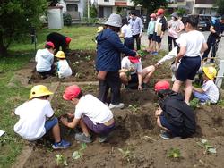 5月29日（木曜日）サツマイモの苗植え　1年生、6年生の画像