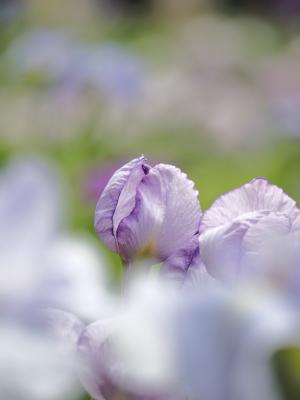 花しょうぶ