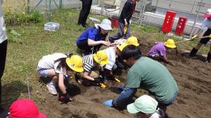 苗を植えるための畝づくり