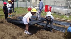 マルチシートを敷く子供たち