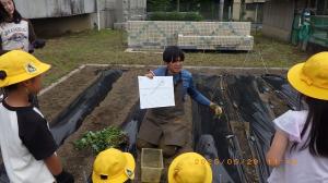 植え方の説明