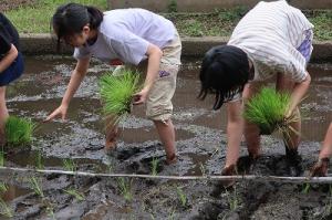 田植え1