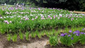 しょうぶ公園の６月１１日時点の開花状況の写真