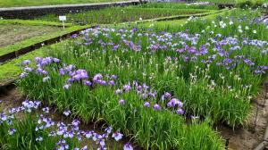 しょうぶ公園の６月１１日時点の開花状況の写真