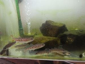 大きくなったヤマメ