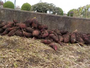 収穫したサツマイモ