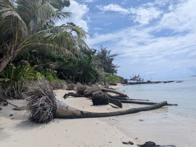 マニャガハ島で海面上昇により倒壊した樹木の写真
