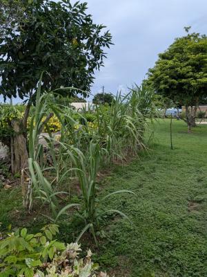 松江春次像の近くに植えられたサトウキビの写真
