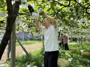 市長によるリースリング収穫の写真