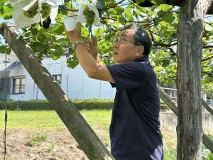 副市長によるリースリング収穫の写真