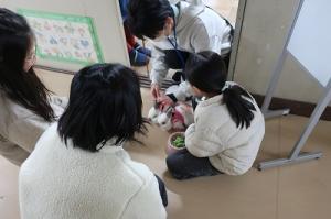 ハーネスを付けたうさぎ