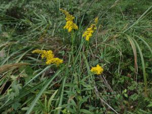 セイタカアワダチソウ