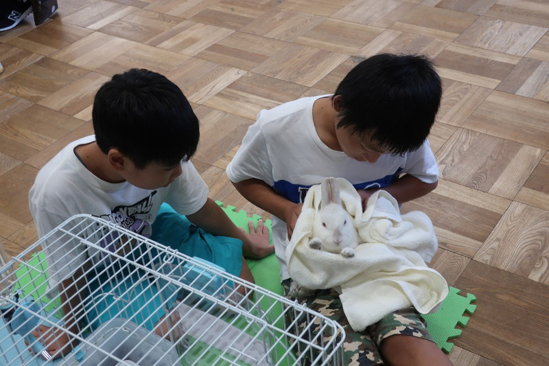 うさぎの飼育