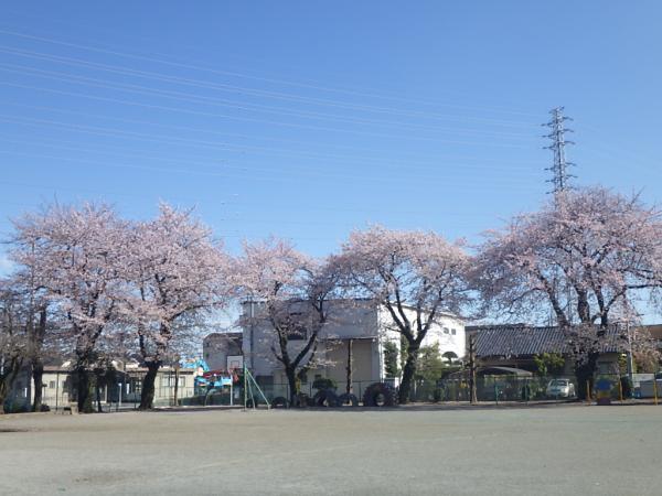 櫻