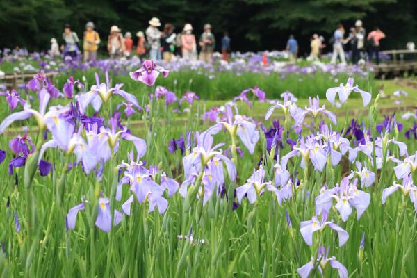 吹上花しょうぶまつりイメージ2