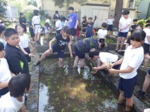 田植え2