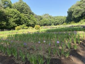 しょうぶ公園の5月19日時点の開花状況の写真