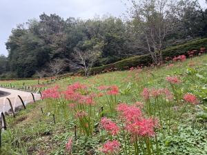 9月25日ヒガンバナ開花状況