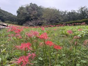 9月25日ヒガンバナ開花状況