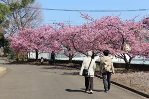 わかぐさ公園の河津桜の写真