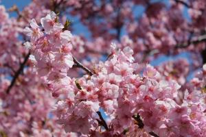 わかぐさ公園の河津桜