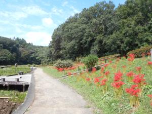 吹上しょうぶ公園のヒガンバナの写真