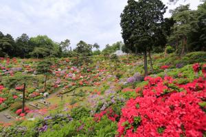 塩船観音つつじまつり 東京都青梅市公式ホームページ