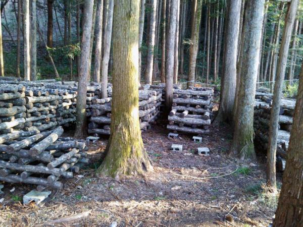 内沼きのこ園の画像1