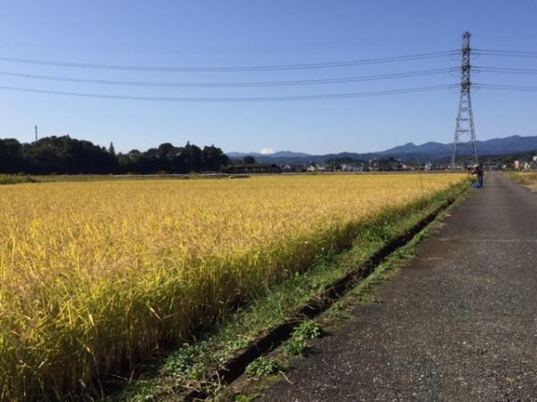 Ｈ29天皇塚水田の画像