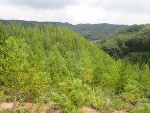 整備された森林