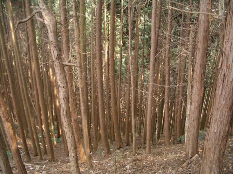 森林所有者の方へお知らせ 東京都青梅市公式ホームページ